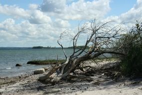 dry tree on the beach