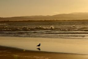 A bird near the surf at sunset