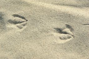 duck footprints in the sand