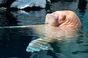 walrus swims in the water