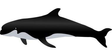 black killer whale on a white background