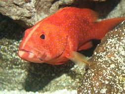 miniatus grouper, ocean fish