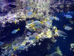 colorful fish in ocean museum scene