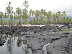 coconut palms in Hawaii