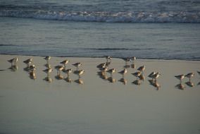 seagulls on the wet sand by the sea