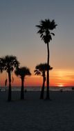 Sunset and Palm trees