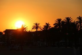 golden sunset over palm trees