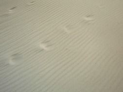 footprints in the sand on the North Sea