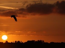 stork sunset