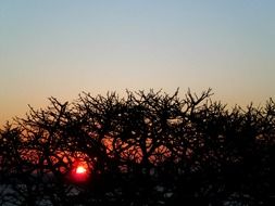 red sun peeps through black bushes in Porto Alegre