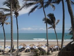 beach with palm trees in brazil