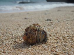 Hermit Crab on the beach