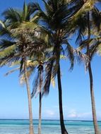 palm trees on a tropical beach on a sunny day