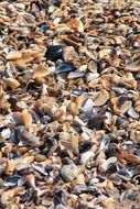 seashells like a beach close-up