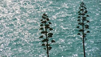 agave against the blue sea