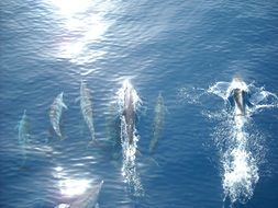 dolphin family in shiny water on a sunny day