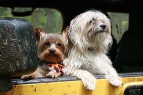 dogs in the old car