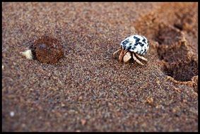 crustaceans on sand close up