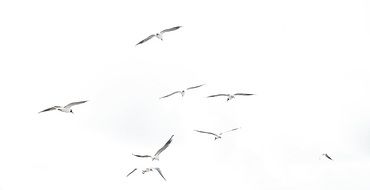 seagulls in the sky