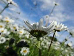 daisies on a flower meadow