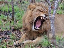 yawning young lion, south africa