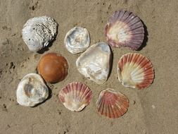 mussel shells on the beach