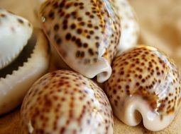 glossy spotted shells of tiger procelian snail