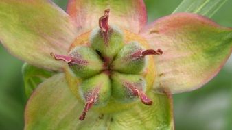 faded peony in autumn