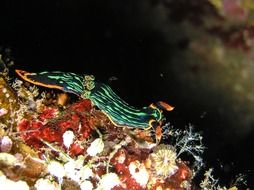 tropical underwater inhabitants of the Maldives