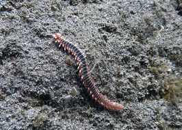long fireworm underwater