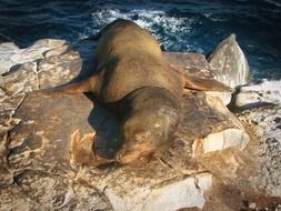 resting sea lion