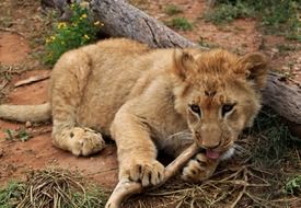 lion cub plays with dry branch