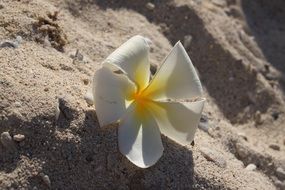 white plumeria in the sand on a tropical beach