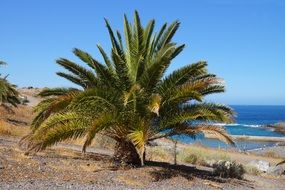 palm by the sea, canary islands