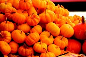 pumpkins colorful autumn vegetables orange