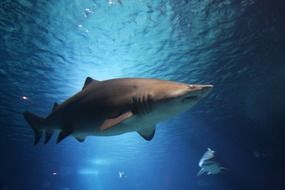 shark sea