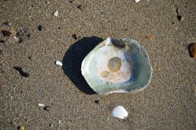 big seashell on sand seashore