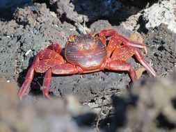 red sally lightfoot crab closeup