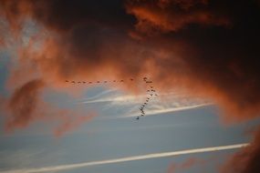 Bird migration under the dark clouds