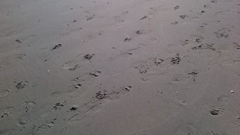 footprints in the wet sand on the beach