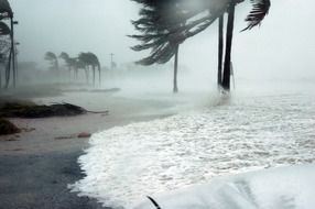 Ocean wave among palm trees under hurricane dennis