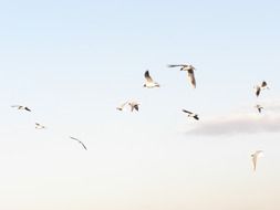 Picture of seagulls are flying