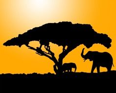 silhouette of elephants near a tree on a background of orange sky