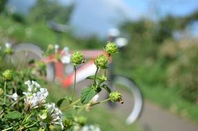 nice flowers and bike
