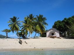 coconut trees on the coast of the island of madagascar