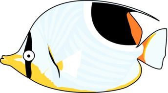 ocean fish as a graphic image