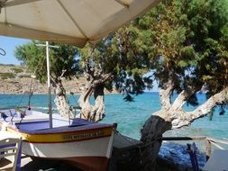 olive trees on a sea bank