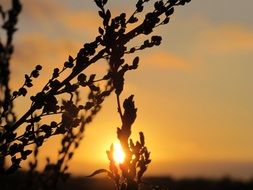 irresistible summer sunrise