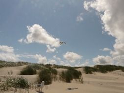 flight of black gulls over the beach