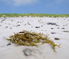 seaweed algae water